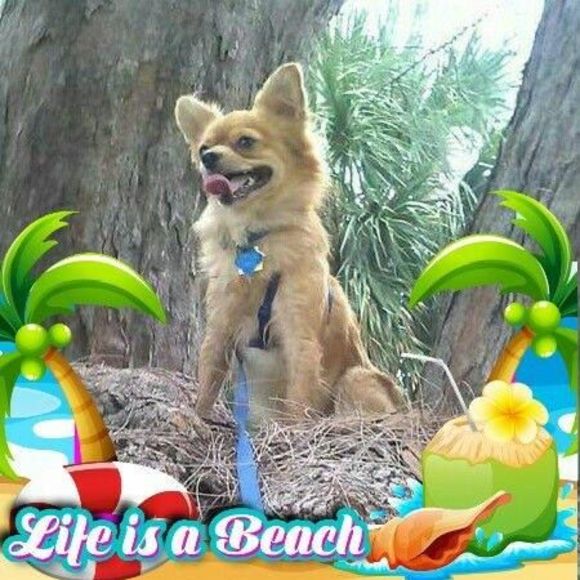 Meet your Posher, Raysa - Picture 1 of 1